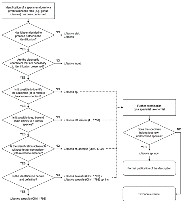 Figure 1. Flow diagram with the main Open Nomenclature qualifiers associated with physical specimens. The degree of confidence in the correct identifier increases from the top down. More info and figure copied from Open Nomenclature in the biodiversity era.